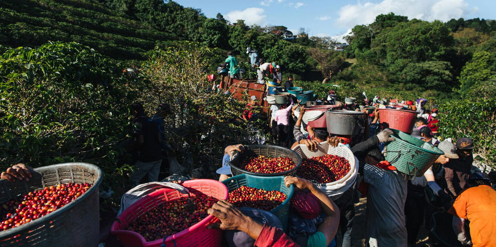 The 101 of Starbucks®’ sustainability